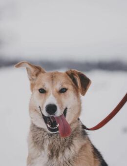 Sina, lustiger Schelm - Süderholz