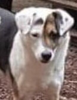 YACCI - wann eine CHANCE ?........ - Kempen