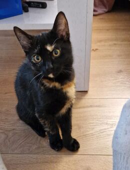 2 kleine Kätzchen suchen ein Zuhause - Meppen