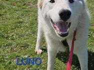 Luno sucht Körbchen - Bissingen