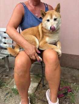 Eragon PP Zurückhaltender Shiba Inu - Neustadt (Rübenberge)