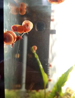 50 pinke Posthornschnecken für 15€ abzugeben - Vohburg (Donau)