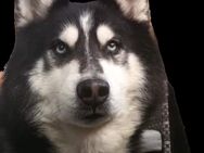 Älterer Husky „Lobito“ sucht ein neues Zuhause! - Berlin Neukölln