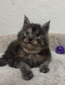 Maine Coon Kitten in 31547