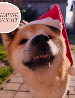 Oldie Don sucht seine Familie ❤️ - Saarbrücken