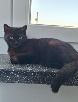 Katze sucht ein neues Zuhause - Grimma