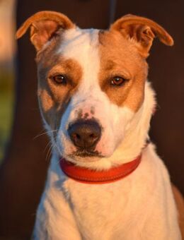 Bonet ist ein toller Familienbegleiter - Laatzen