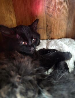 Räuberbande suchen ab dem 13.12 Ihr neues Zuhause - Hambühren