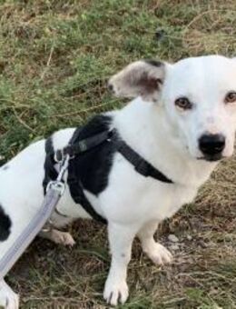 Terrier-Mix NAYA wäre gern Zweithund! - Koblenz