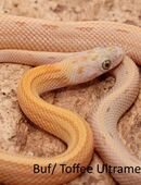 Kornnatter Jungtiere 2025 Buf, Ultramel, Striped in 21335