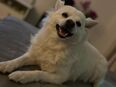 Deckrüde gesucht SPITZ in 41236