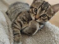 Kitten suchen Zuhause - Lünen