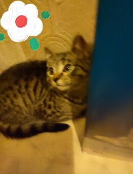 Zwei kitten nur zusammen abzugeben - Saarbrücken