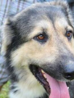 Balu❤️derzeit in 49143 Bissendorf - Rott (Inn)