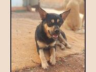 Pinscher Mix: sehr sozial+lieb; RUBY! - Meinerzhagen