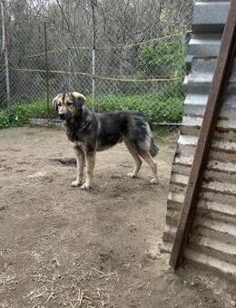 Zuhause/Pflegestelle gesucht für Thor - Miesbach