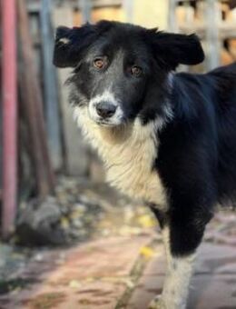 Sanfte, liebe Seele Gloria - Kallmünz