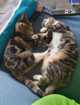 Kuschelkatzen - Prenzlau