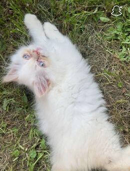 Perser-ragdoll mix babykatze - Dorfen