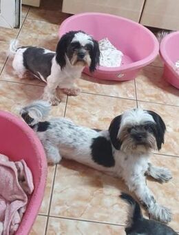 Shih Tzu-Mix-Pärchen sucht Körbchen - Overath