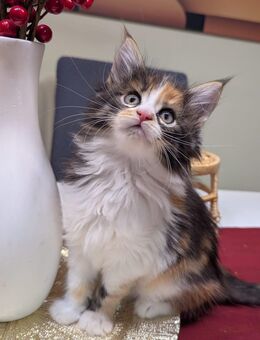 Wunderschöne Reinrassigen Main Coon Kitten XXL - Wiesbaden