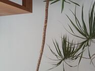 Yucca Palme gebraucht - ca. 220cm hoch - inkl. Topf - München