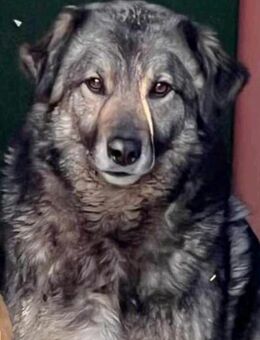 Ängstliche ALMA sucht geduldiges Zuhause - Neuberg