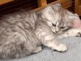 3 Kitten abzugeben/ britisch Kurzhaar/ Langhaar in 59229