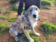 Mila sucht ein weiches Körbchen - Kropp