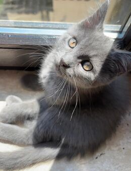 2 männliche graue maincoon mix Babykatzen ab sofort - Niedererbach