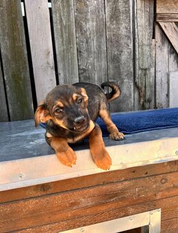 Lola sucht ihr Glück - Leipzig