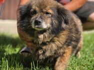 Milo, ein knuffiges Zwerglein - Köln
