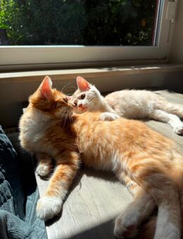 Zwei Geschwisterkater Mix Ragdoll Cashmere abzugeben - 5 Monate alt - Hamburg Hamburg-Nord