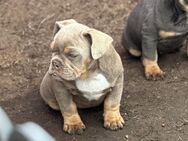 Traumhafte Old Englische Bulldoggen mit Ahntafel - Warin