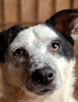 Kobold-hübscher Rüde, 45 cm - Rösrath