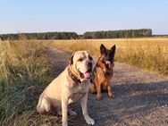 Schäferhund mix Jung - Forst (Lausitz)