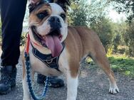 OLIVIA, w., kastr., Engl. Bulldogge - Sipplingen