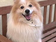 Leo SR Sonnenschein sucht Zuhause - Neustadt (Rübenberge)
