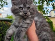 Maine Coon Kitten in black-silver, black-smoke und red-smoke - Freital