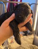 Süße Goldendoodle Welpen suchen ihr zu Hause in 45768