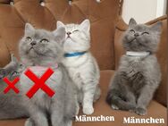 Reinrassige Britisch kurzhaar Katzen - Hamm