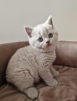 6 BKH Kitten mit Stammbaum - Worms Zentrum
