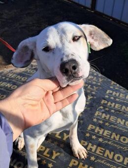🐕Fröhlicher Gefährte Lenny💛 - Eislingen (Fils)