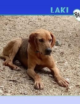 ☀️LAKI - SUNNYBOY SUCHT EIN HEIM ☀️ - Alfeld (Leine)