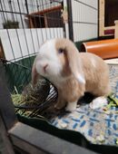 Verkaufe 2 Minilop /Zwergwidder Rammler 10 Wochen in 38543