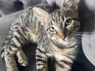 Süßer Kater sucht neues Zuhause - Bielefeld Sieker