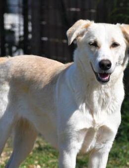 Luce🍀🍀🍀wo ist ihr Herzensmensch? - Herxheim (Landau)