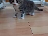 Drei süße Kitten - Lauterbach (Baden-Württemberg)