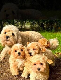 Bezaubernde Maltipoo Welpen (F1b Verpaarung) suchen ab sofort ein liebevolles Zuhause! Mama Maltipo - Planegg