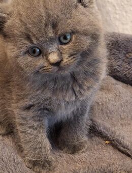 BKH Kitten - Uslar Zentrum